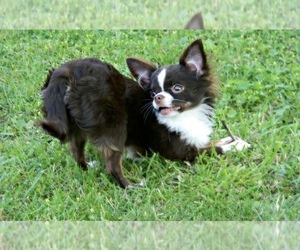 Chihuahua Puppy for sale in MIDDLEBURG, FL, USA