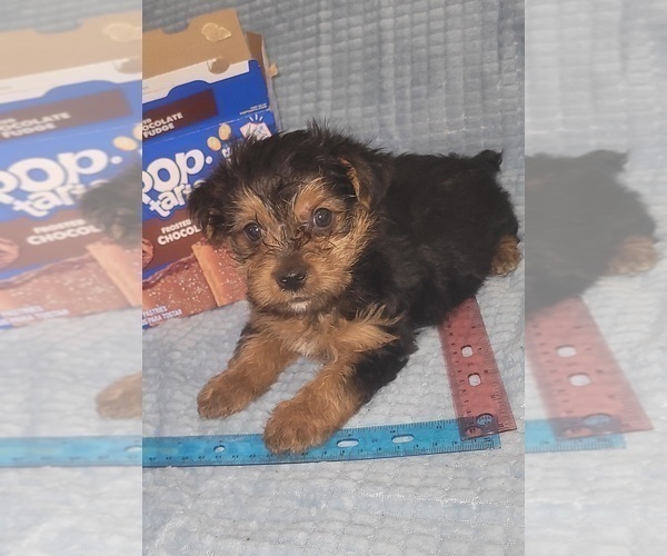 Medium Photo #239 Yorkshire Terrier Puppy For Sale in AKRON, OH, USA