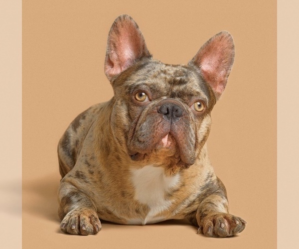 Medium Photo #4 French Bulldog Puppy For Sale in KEARNY, NJ, USA