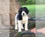 Small Photo #1 Bernedoodle Puppy For Sale in SPRINGFIELD, IL, USA