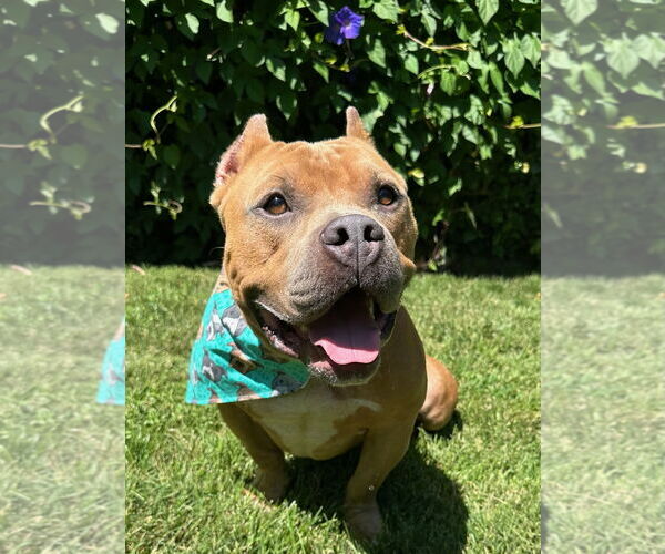 Medium Photo #5 American Staffordshire Terrier-Bulldog Mix Puppy For Sale in Redlands, CA, USA