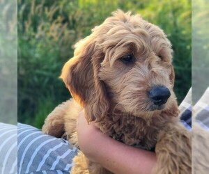 Goldendoodle (Miniature) Puppy for sale in MYERSTOWN, PA, USA