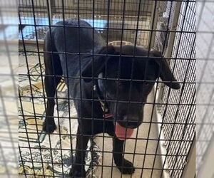 Labrador Retriever-Unknown Mix Dogs for adoption in Rancho Cucamonga, CA, USA