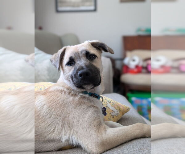Medium Photo #8 Great Pyrenees-Unknown Mix Puppy For Sale in Oak Bluffs, MA, USA