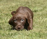 Small #5 Dachsador