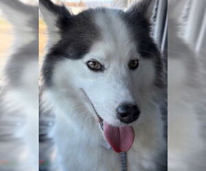 Siberian Husky Dogs for adoption in Alameda, CA, USA