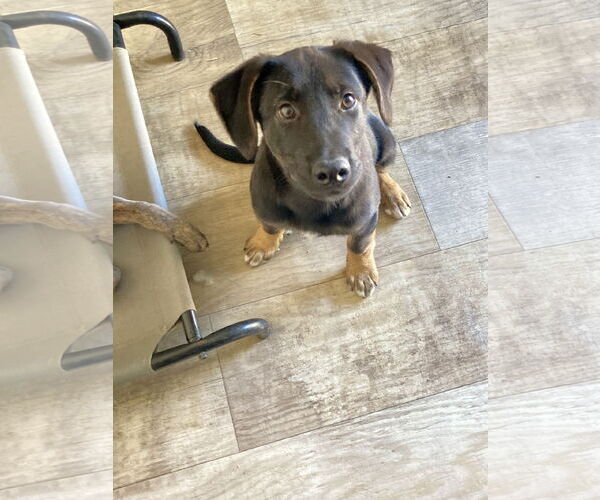 Medium Photo #3 German Shepherd Dog-Unknown Mix Puppy For Sale in San Diego, CA, USA