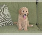 Small Photo #3 Goldendoodle Puppy For Sale in LIVE OAK, FL, USA