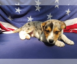 Australian Cattle Dog-Border-Aussie Mix Puppy for Sale in UTICA, New York USA