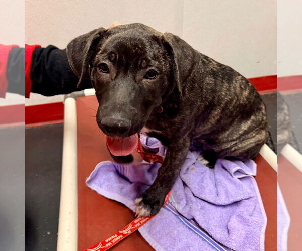 Medium Photo #4 German Shepherd Dog-Unknown Mix Puppy For Sale in Canton, CT, USA