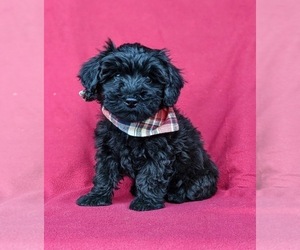 Poovanese Puppy for sale in LEOLA, PA, USA