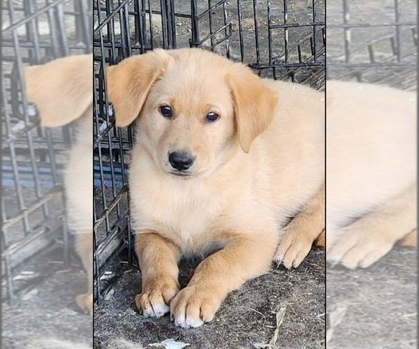 Medium Photo #1 German Shepherd Dog-Golden Retriever Mix Puppy For Sale in MODESTO, CA, USA