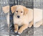Pumpkin - Male German Shepherd Dog-Golden Retriever Mix Puppy for Sale - Small photo