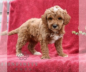 Goldendoodle (Miniature) Puppy for sale in EPHRATA, PA, USA