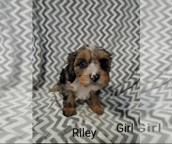 Medium Photo #1 Cavapoo Puppy For Sale in HENDERSON, NV, USA