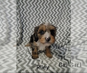 Cavapoo Puppy for sale in HENDERSON, NV, USA