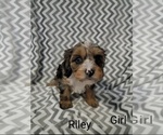Image preview for Ad Listing. Nickname: RILEY