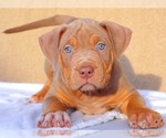 Small Photo #10 American Bully Puppy For Sale in PALMDALE, CA, USA
