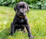 Puppy Cooj Great Dane-Labrador Retriever Mix