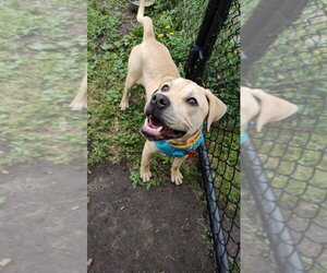 Labrador Retriever-Unknown Mix Dogs for adoption in Minneapolis, MN, USA