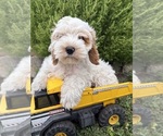 Small #1 Cockapoo (Miniature)