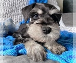 Small Photo #2 Schnauzer (Miniature) Puppy For Sale in COLORADO SPRINGS, CO, USA