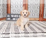 Small Photo #3 Poovanese Puppy For Sale in NAPLES, FL, USA