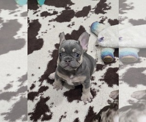 French Bulldog Puppy for sale in NORTH PORT, FL, USA