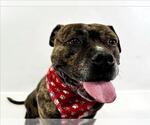 Small #1 American Pit Bull Terrier