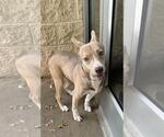 Small #8 Siberian Husky Mix