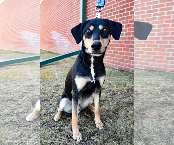 Medium Photo #10 Doberman Pinscher-Siberian Husky Mix Puppy For Sale in Minneaoplis, MN, USA