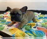 Small Photo #2 French Bulldog Puppy For Sale in BOAZ, AL, USA