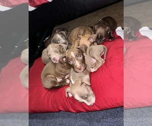 American Pit Bull Terrier Puppy for sale in LAFAYETTE, IN, USA