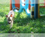 Small #19 Labrador Retriever Mix