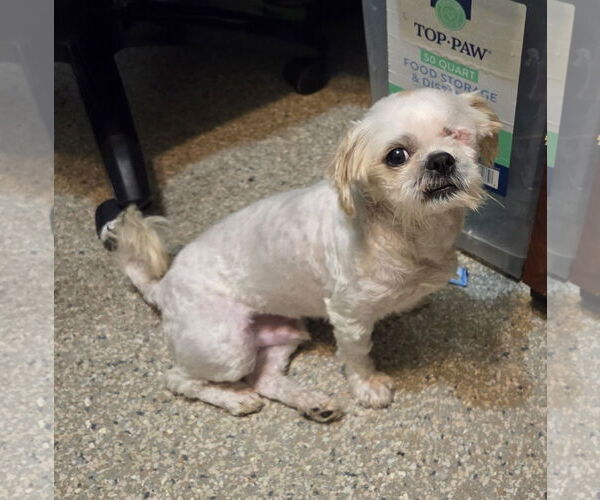 Medium Photo #2 Shih Tzu Puppy For Sale in Spring, TX, USA
