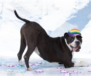 American Staffordshire Terrier-Unknown Mix Dogs for adoption in phoenix, AZ, USA