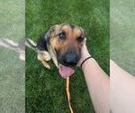 Small #4 German Shepherd Dog