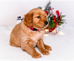 Small #3 Golden Retriever