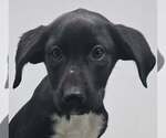 Small #1 Labrador Retriever Mix