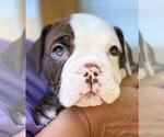 Small Photo #4 Olde English Bulldogge Puppy For Sale in ECRU, MS, USA