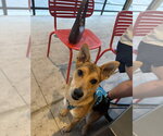 Small Photo #10 German Shepherd Dog-Unknown Mix Puppy For Sale in Springdale, PA, USA