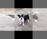 Small Photo #1 Chihuahua Puppy For Sale in MARIETTA, GA, USA