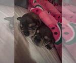 Small Photo #10 Schnauzer (Miniature) Puppy For Sale in LEHIGH ACRES, FL, USA