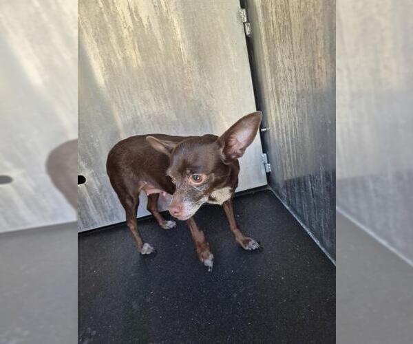 Medium Photo #1 Chihuahua-Unknown Mix Puppy For Sale in San Antonio, TX, USA