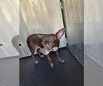 Small Chihuahua Mix