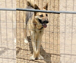 German Shepherd Dog-Unknown Mix Dogs for adoption in Rockaway, NJ, USA