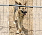 Small German Shepherd Dog Mix