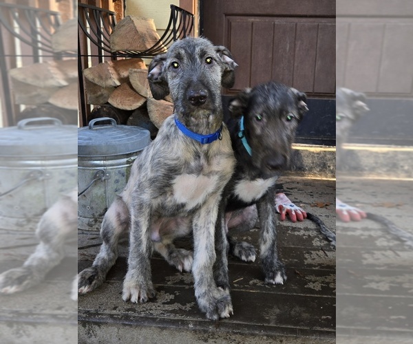 Medium Photo #4 Irish Wolfhound Puppy For Sale in AMBOY, WA, USA