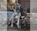 Small #3 Irish Wolfhound