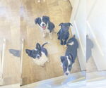 Small #4 Border Collie-Collie Mix